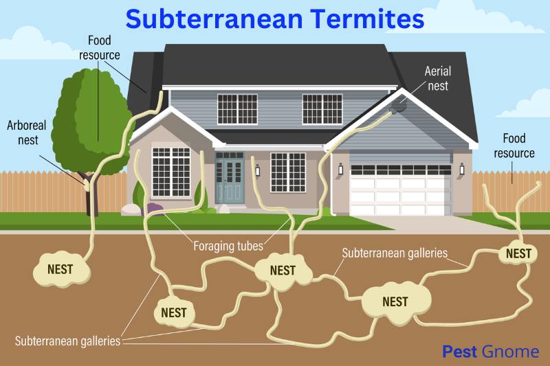 Termite Matrix Termite Control - 1st Choice Pest Services